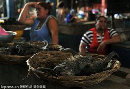 尼加拉瓜 吃海龟,海龟守护者的抗争与挑战