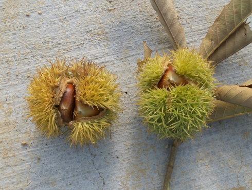 吃栗子可以吃瓜和香蕉吗,吃瓜香蕉两不误