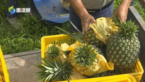 吃瓜凤梨,揭秘瓜果界的甜蜜诱惑