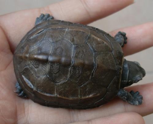 乌龟吃角瓜,乌龟的角瓜美食之旅